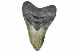 Fossil Megalodon Tooth - North Carolina #362877-1